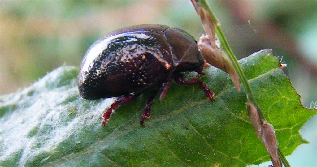 Chrysolina bankii